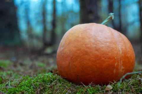 Pumpkin in the dark forest, Stock Photos