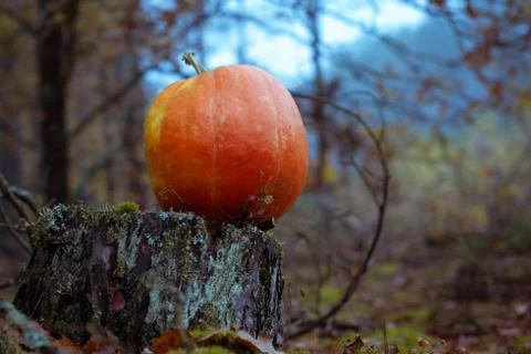 Pumpkin in the dark forest, Stock Photos