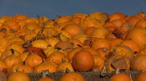 Pumpkin decoration Видео 21234037