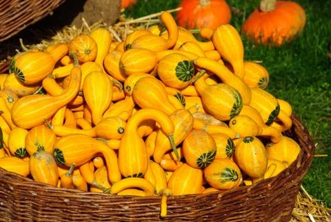 Pumpkin decoration Stock Photos