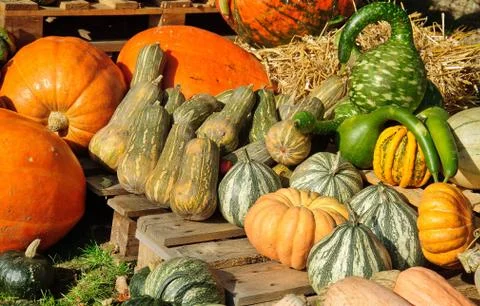 Pumpkin decoration Stock Photos