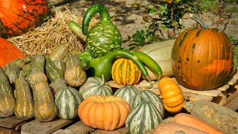 Pumpkin decoration Stock Photos