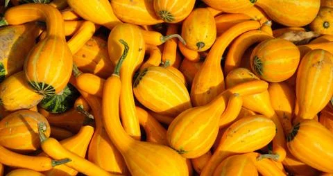 Pumpkin decoration Stock Photos