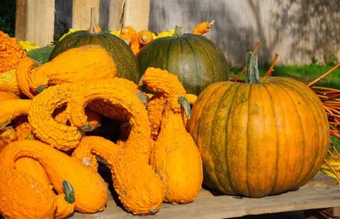 Pumpkin decoration Stock Photos