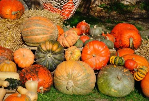 Pumpkin decoration Stock Photos