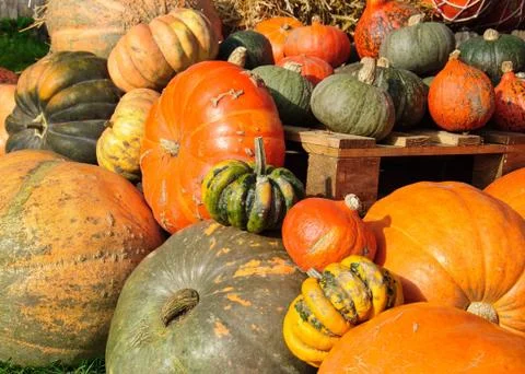 Pumpkin decoration Stock Photos
