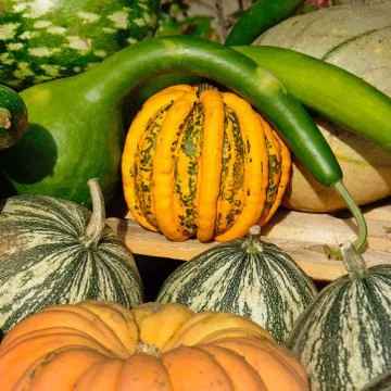 Pumpkin decoration Фото