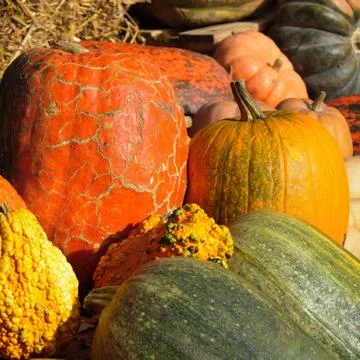 Pumpkin decoration Stock Photos