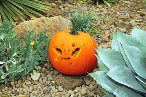 Pumpkin in a desert setting Stock Photos