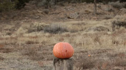 Pumpkin destroyed explosion dynamite HD 0614 Video stock 12724280
