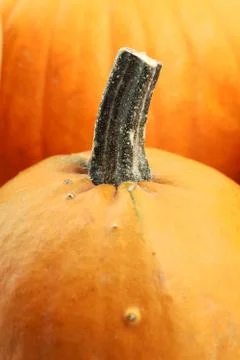 Pumpkin detail Stock Photos