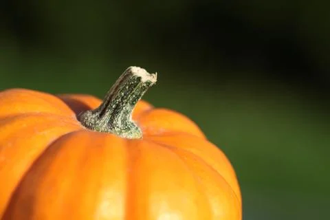 Pumpkin detail Foto stock