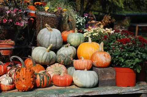 Pumpkin display decoration Stock Photos
