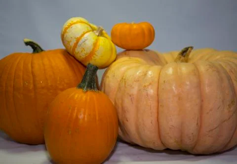 Pumpkin Display Foto stock
