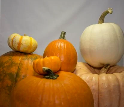 Pumpkin Display Stock Photos