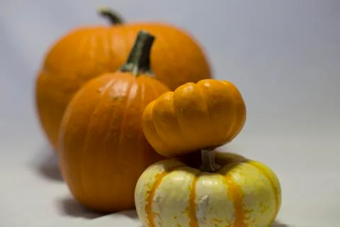 Pumpkin Display Stock Photos