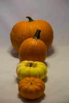 Pumpkin Display Stock Photos