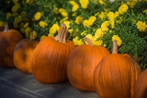 Pumpkin display Stock Photos