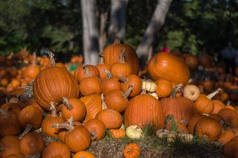Pumpkin display Stock Photos