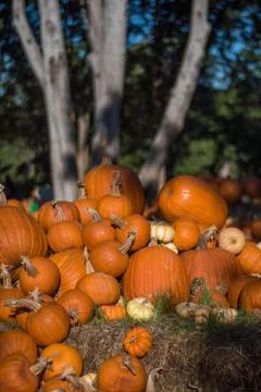 Pumpkin display Stock Photos
