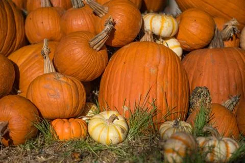 Pumpkin display Stock Photos