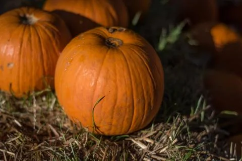 Pumpkin display Stock Photos