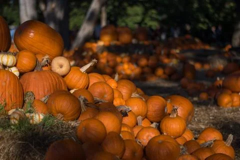 Pumpkin display Stock Photos