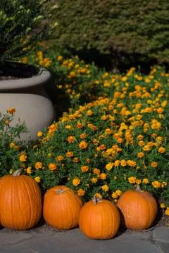 Pumpkin display Stock Photos