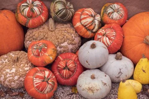 Pumpkin display Stock Photos