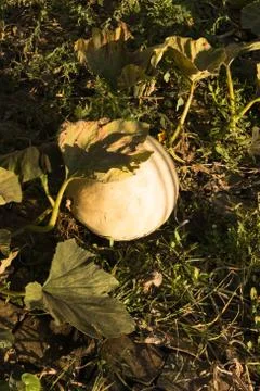 Pumpkin on evening sunlight Stock-Fotos