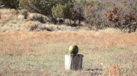 Pumpkin explodes by rifle slow P HD 0473 Vídeos de archivo 8911926