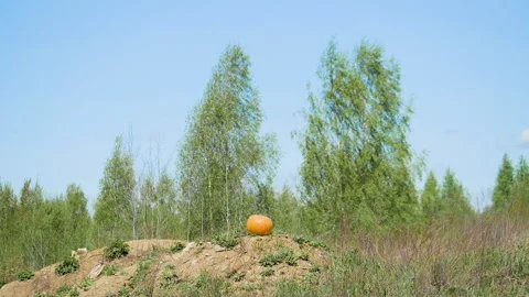 Pumpkin explosion in slowmotion outdoors at the summer day, high speed Video stock 131115802
