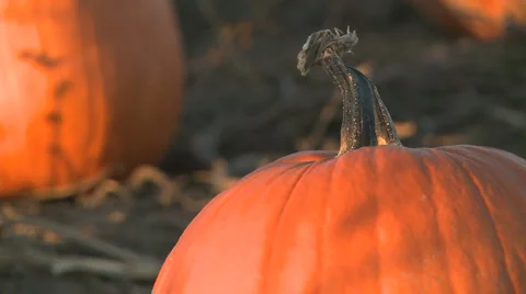 Pumpkin on a fall day Stock Footage 886749
