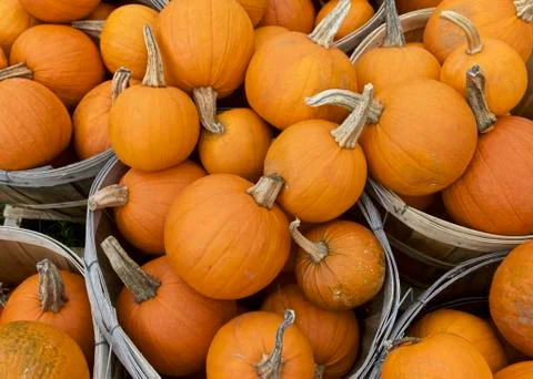 Pumpkin, Fall Stock Photos