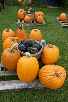 Pumpkin, Fall Stock Photos