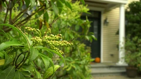 Pumpkin far leaves closeup camera left Stock Footage 140886867