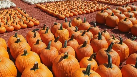Pumpkin farm in autumn Stock Footage 136554183