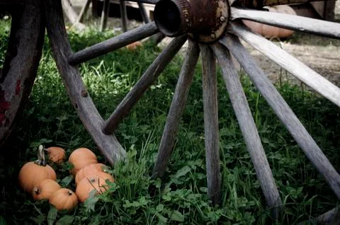 Pumpkin Farm Stock Photos