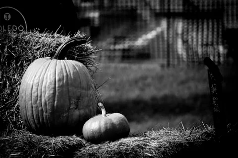 At the Pumpkin Farm Stock Photos
