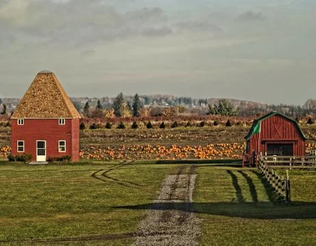 Pumpkin farm Stock Photos