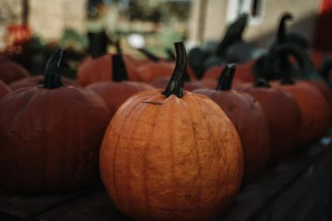 Pumpkin farm Stock-Fotos