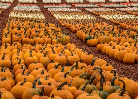 Pumpkin farm with rows of pumpkins Stock Photos