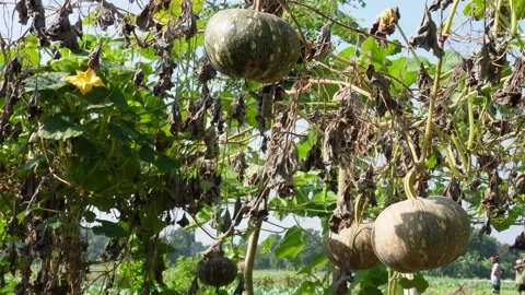 Pumpkin farming techniques, Organic pumpkin farming Stock Footage 291507833