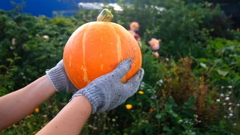 Pumpkin in female hands . Flat lay, top view fall autumn concept. 库存影片 123533489