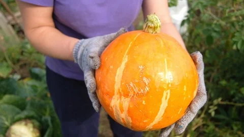 Pumpkin in female hands . Flat lay, top view fall autumn concept. 库存影片 123535784