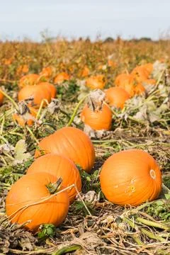 Pumpkin field close up Stock Photos