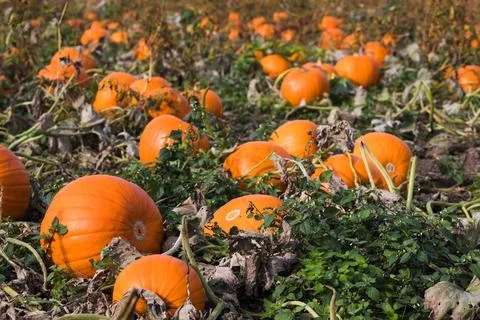 Pumpkin field close up Stock Photos