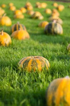 Pumpkin field with different type of huge pumpkins on autumn day. Stock Photos