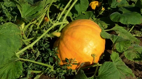 Pumpkin in field Stock Footage 44427469