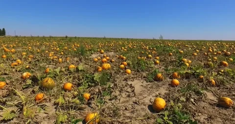 Pumpkin field Stock Footage